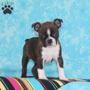 Plum, Boston Terrier Puppy